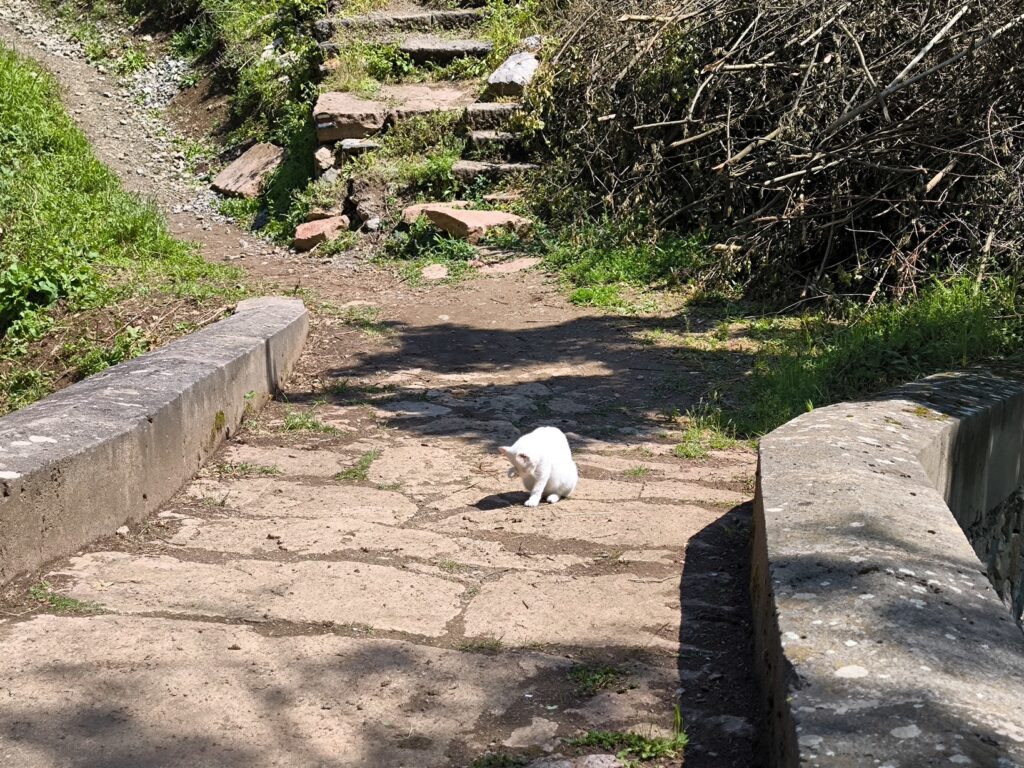 Հաղպատի Ջրաղացաձորի կամուրջը Լոռու մարզում